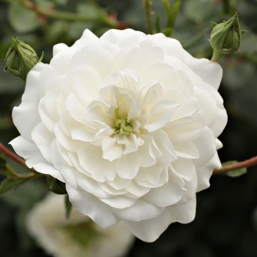 Rozenstruik - Webwinkel - bodembedekkende rozen - wit - Rosa Alba Meillandina® - geurloze roos - Marie-Louise (Louisette) Meilland - Mooie, decoratieve bloemen, uitstekend voor borders, grote tuinen en parken.